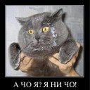 ���� ������������������������������������������������������������������, ��������, 39 ��� - ��������� 10 ������� 2011 � ������ ����ݻ