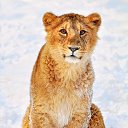 ���� ��������, �������, 49 ��� - ��������� 3 ��� 2010 � ������ �������