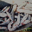  ***Anomaly***, - -  23  2011   