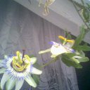 ���� O�����, �����������, 52 ���� - ��������� 10 ���� 2010 � ������ �����������
