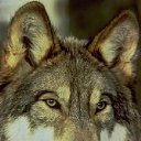 ���� ������, ���������, 40 ��� - ��������� 4 ������� 2012