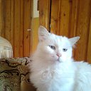 ���� Pavel, �����, 59 ��� - ��������� 12 ������ 2013 � ������ ���� ����������