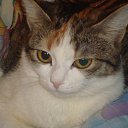 ���� �����, �������������, 25 ��� - ��������� 28 ���� 2013 � ������ ���� ����� �����.�