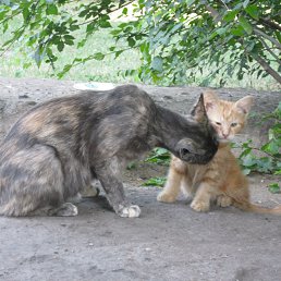 "������� �������" � �. ��������� � ����� �����. �������