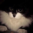 ���� �� ������� �������