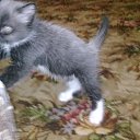 ���� ��������, ������, 61 ��� - ��������� 8 ����� 2010 � ������ ������ �� �������