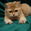 ���� Nata, ���������, 52 ���� - ��������� 26 ������� 2011