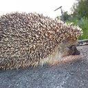 ���� �������, ���������, 69 ��� - ��������� 18 ������� 2011 � ������ ����