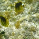 ���� �������, ��������, 55 ��� - ��������� 15 ��� 2012 � ������ ���� ����������