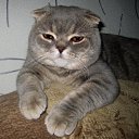 ���� ����, ���������, 60 ��� - ��������� 16 ������ 2011 � ������ ���� ����������