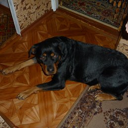 ���� Aleksei, �����������, 49 ��� - ��������� 3 ���� 2012