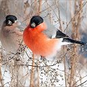 ���� �����, ����, 47 ��� - ��������� 3 ������ 2013