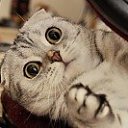 ���� �������, �������, 39 ��� - ��������� 4 ������� 2012 � ������ ���� ����������