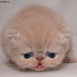 ���� �����, ����������, 71 ��� - ��������� 25 ������� 2012