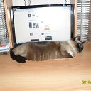 ���� �������, ��������, 54 ���� - ��������� 17 ������ 2011 � ������ ���� ����������