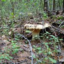 ���� ������, �����������, 60 ��� - ��������� 5 ���� 2012 � ������ ���� ����������