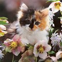 ���� ����, �����, 24 ���� - ��������� 1 ��� 2011 � ������ �PetLove�