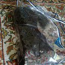 ���� ����, ���� - ��������� 16 ������ 2013 � ������ �������� �����