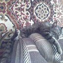 ���� �����, ��������, 43 ���� - ��������� 30 ������� 2011 � ������ ���� ����������