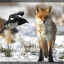 ���� Fox, �����������, 44 ���� - ��������� 21 ���� 2010 � ������ ������������