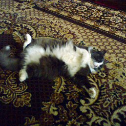 ���� ������, ������, 49 ��� - ��������� 15 ������ 2011