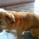 ���� �� ������� �PetLove�