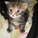  ,  , 37  -  2  2010      :-*****