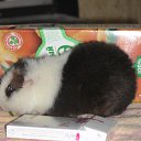 ���� ������-������� ��� ���� �����, ��������, 85 ��� - ��������� 18 ������ 2010 � ������ ���� ��������!�