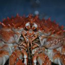 ���� ��������, �����������, 39 ��� - ��������� 19 ��� 2011 � ������ ��� �����