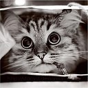 ���� Limon, ���������, 39 ��� - ��������� 17 ������� 2009 � ������ ���� �������� ��������...�