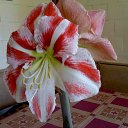 ���� �����, �������������, 65 ��� - ��������� 21 ������� 2012 � ������ ���� ������