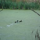  , , 37  -  17  2010   2