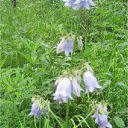 ���� Alenkij, ���������, 56 ��� - ��������� 12 ������� 2011 � ������ ���� ���