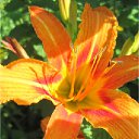 ���� Alenkij, ���������, 56 ��� - ��������� 12 ������� 2011 � ������ ���� ���