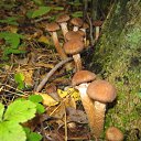 ���� ������, ����, 75 ��� - ��������� 8 ������� 2011 � ������ ���� ����������