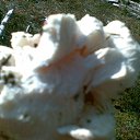 ���� ����, �����-���������, 55 ��� - ��������� 15 �������� 2010 � ������ ���� ����� 2010�