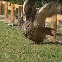 ��������� ��������. �� ������� ��������� "������"�