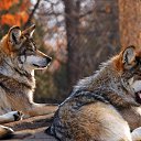 ���� "@����", �����-���������, 25 ��� - ��������� 26 ��� 2010 � ������ �����Ȼ