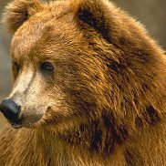 ����, 58 ���, �����������-��-�����