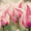 ���� ���������, ����������� - ��������� 1 ������� 2010