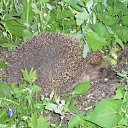 ���� �������, ���������, 69 ��� - ��������� 18 ������� 2011 � ������ ����