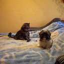 ���� ����, �����-���������, 41 ��� - ��������� 20 ����� 2011 � ������ ���� � �����