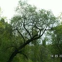  , , 41  -  15  2010   ~   @ ~