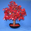 ���� ����, �����������, 63 ���� - ��������� 18 ������ 2010 � ������ ���� ���������