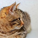 ��� ������ �� ������� ���� ���� � ������ ��������