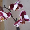 ���� ������, �������, 49 ��� - ��������� 5 ������ 2011