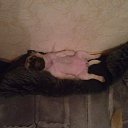 ���� �������, �����������-��-�����, 51 ��� - ��������� 6 ����� 2011 � ������ ������