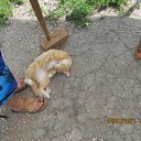 ���� ������, �����, 60 ��� - ��������� 26 ���� 2011 � ������ �������