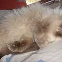 ���� Anika, ������ - ��������� 11 ������ 2011 � ������ ���� ����������