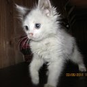 ���� ������, ��������� - ��������� 1 ������� 2011 � ������ ���� ����������